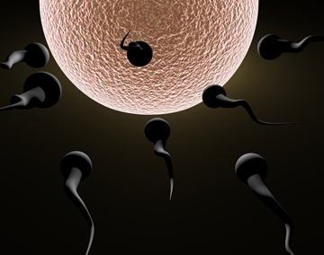 很多大型的代怀孕医院都在筹建自己的卵子库 捐卵需要制度的制约